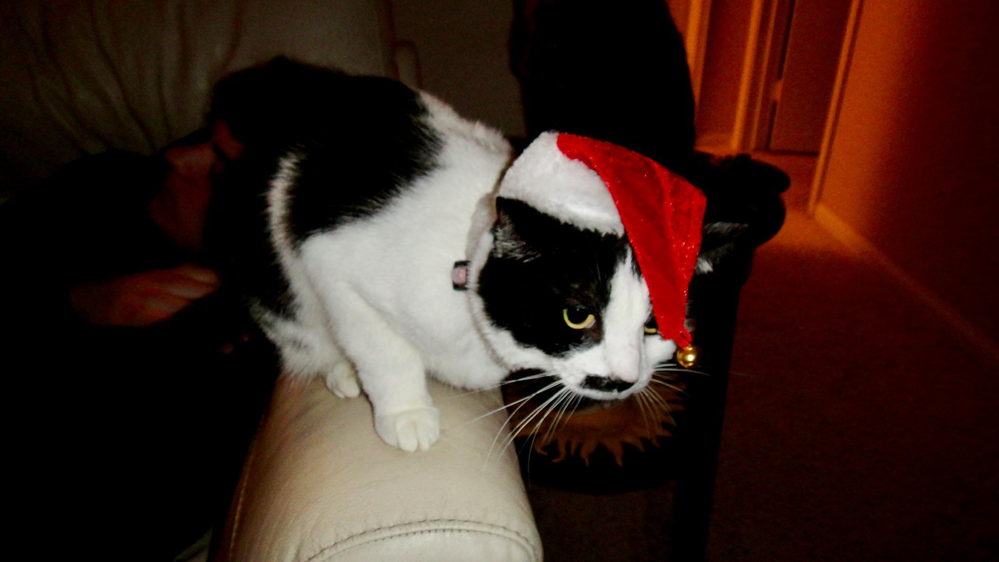 Christmas Cat